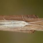 Coleophora silenella - IJlbestippeld silenekokermotje