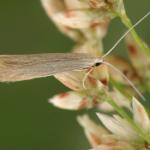 Coleophora sylvaticella - Veldbieskokermot