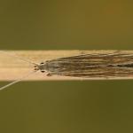 Coleophora therinella - Zwaluwtongkokermot