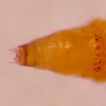 Phyllonorycter acerifoliella - Spaanse-aakvouwmot