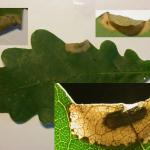 Phyllonorycter harisella - Witte eikenvouwmot