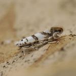 Phyllonorycter joannisi - Noorse-esdoornvouwmot