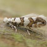 Phyllonorycter joannisi - Noorse-esdoornvouwmot