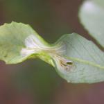 Phyllonorycter medicaginella - Honingklavervouwmot