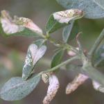 Phyllonorycter medicaginella - Honingklavervouwmot