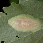 Phyllonorycter sagitella - Rode espenvouwmot