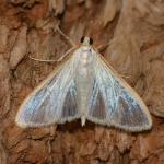 Palpita vitrealis - Bohan ~ Les Dolimarts (Namen) 12-10-2019 ©Steve Wullaert