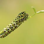 Papilio machaon - Aywaille ~ Heid des Gattes (Luik) 16-06-2018 ©Wim Declercq