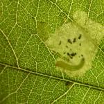 Parectopa robiniella - Acaciamineermot