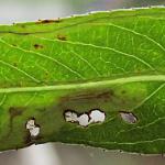 Phyllocnistis valentinensis - Geel-slakkenspoormot