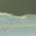 Phyllocnistis valentinensis - Geel-slakkenspoormot