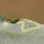 Phyllocnistis valentinensis - Geel-slakkenspoormot