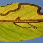 Phyllocnistis valentinensis - Geel-slakkenspoormot