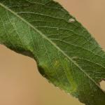 Phyllocnistis valentinensis - Geel-slakkenspoormot