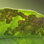 Phyllocnistis citrella - Citrusmineermot