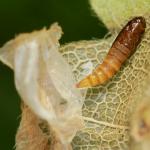 Phyllonorycter acerifoliella - Spaanse-aakvouwmot