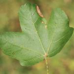 Phyllonorycter acerifoliella - Spaanse-aakvouwmot