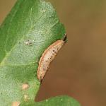 Phyllonorycter acerifoliella - Spaanse-aakvouwmot