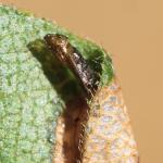 Phyllonorycter acerifoliella - Spaanse-aakvouwmot