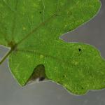 Phyllonorycter acerifoliella - Spaanse-aakvouwmot