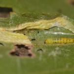 Phyllonorycter cavella - Bohan ~ Les Dolimarts (Namen) 12-10-2019 ©Steve Wullaert