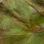 Phyllonorycter froelichiella - Oranje elzenvouwmot