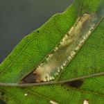 Phyllonorycter froelichiella - Oranje elzenvouwmot