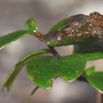 Phyllonorycter junoniella - Vossenbesvouwmot