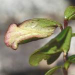 Phyllonorycter junoniella - Vossenbesvouwmot