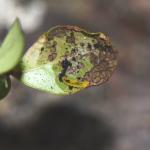 Phyllonorycter junoniella - Vossenbesvouwmot