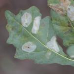 Phyllonorycter lautella - Prachteikenvouwmot