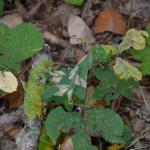 Phyllonorycter lautella - Prachteikenvouwmot