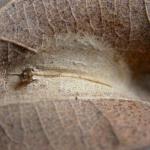 Phyllonorycter messaniella - Veelvraatvouwmot