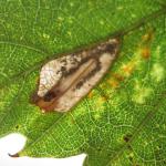 Phyllonorycter messaniella - Veelvraatvouwmot