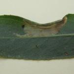 Phyllonorycter salictella - Witstreepwilgenvouwmot