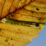 Phyllonorycter tenerella - Bohan ~ Les Dolimarts (Namen) 12-10-2019 ©Steve Wullaert