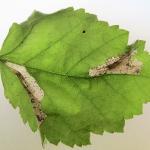 Phyllonorycter ulmifoliella - Berkenvouwmot