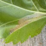 Phyllonorycter ulmifoliella - Berkenvouwmot