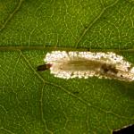 Phyllonorycter ulmifoliella - Berkenvouwmot