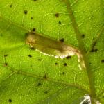 Phyllonorycter ulmifoliella - Berkenvouwmot