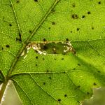 Phyllonorycter ulmifoliella - Berkenvouwmot