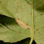 Phyllonorycter ulmifoliella - Berkenvouwmot