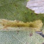 Phyllonorycter ulmifoliella - Berkenvouwmot