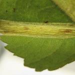 Phyllonorycter ulmifoliella - Berkenvouwmot