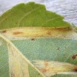 Phyllonorycter ulmifoliella - Berkenvouwmot