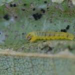 Phyllonorycter ulmifoliella - Berkenvouwmot