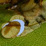 Phylloporia bistrigella - Gelijnde witvlekmot