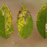 Stigmella anomalella - Rozenmineermot