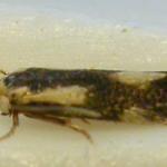 Stigmella trimaculella - Populierenmineermot