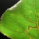 Stigmella trimaculella - Populierenmineermot